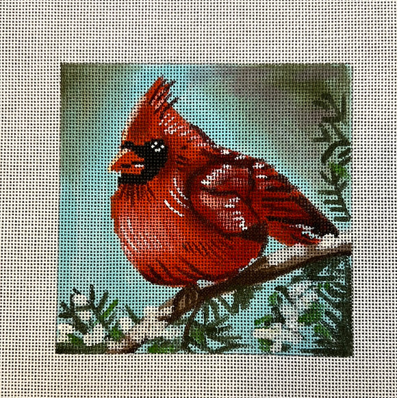 Red Cardinal - APTS Feb24