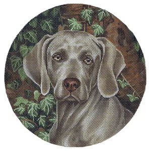 TTASP299 - Weimaraner