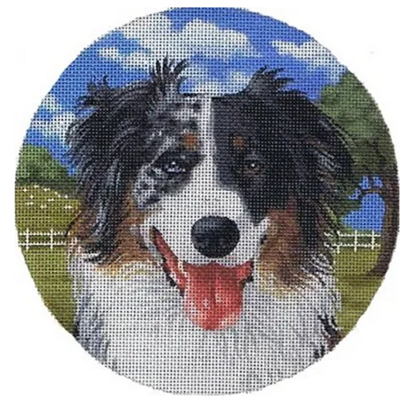 TTASP238 - Australian Shepard