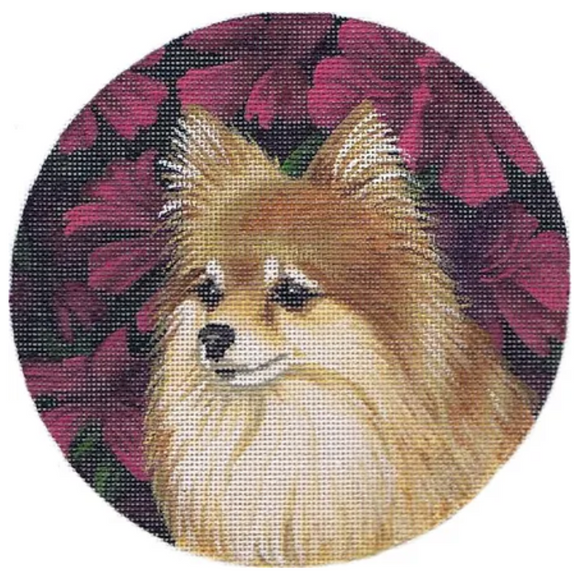 TTASP347 - Pomeranian Dog